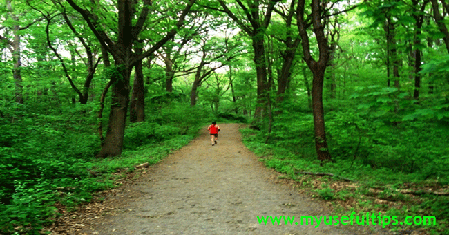 environmentforstprk