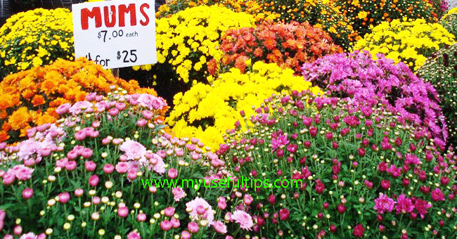 summerflowers